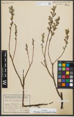 Foto von Salix repens subsp. rosmarinifolia (L.) Andersson